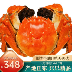 醉卧阳澄 活蟹六月黄大闸蟹礼盒全母蟹8只送2只装超大螃蟹鲜活特大礼盒装
