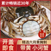 胖子醉毛蟹「宁波呛蟹」即食醉蟹生腌大闸蟹腌制螃蟹捞汁海鲜下酒