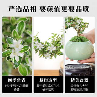 KaiShiguo Plants 开时果 金边六月雪盆栽悬崖弯枝造型 办公室内桌面绿植中式禅意老桩盆景 六月雪
