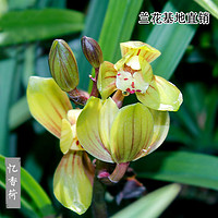 抖音超值购：CHAHUA 茶花 建兰-忆香荷 浓香型 花期6-11月 四季名贵兰花绿植盆栽送古风盆