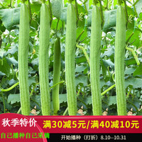 PLUS会员：ANGQI 昂启 肉丝瓜种子蔬菜棱角丝瓜特长丝瓜四季阳台盆栽菜瓜蔬菜 特长香丝瓜（约50粒）