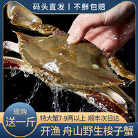 舟山梭子蟹鲜活野生超大特大公母海螃蟹红膏飞蟹海鲜水产整箱