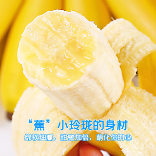 冠町 广西小米香蕉 一级果5斤装 新鲜水果生鲜