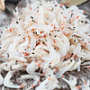 海岛大亨 海产干货海米小虾米淡干虾皮紫菜汤食材 半斤