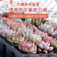 菜多美 多肉植物盆栽肉肉精品组合小盆栽绿植开花多肉新手套餐大颗好养