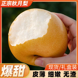小趣园 山东烟台新鲜秋月梨5斤净重精品装单果300g以上7-9枚泡沫箱装
