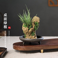 KaiShiguo Plants 开时果 菖蒲新中式盆栽 菖蒲+接水托盘(小)