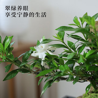 KaiShiguo Plants 开时果 菖蒲新中式盆栽 菖蒲+接水托盘（小）