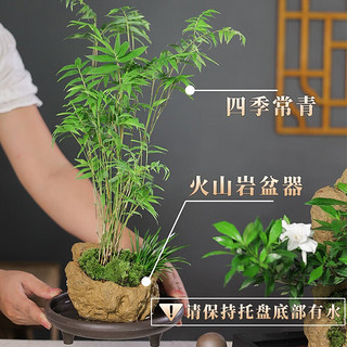 KaiShiguo Plants 开时果 菖蒲新中式盆栽 菖蒲+接水托盘（小）