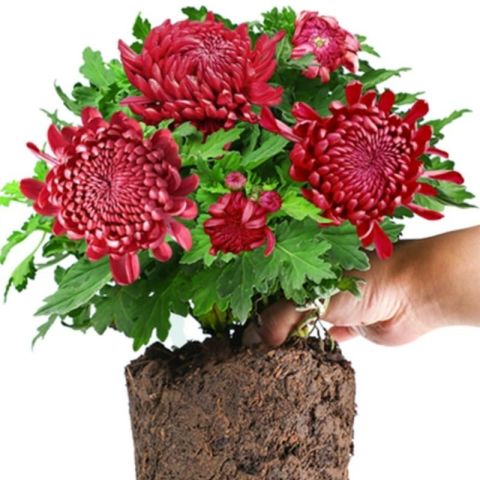 其他品牌盆栽_菊花盆栽带花苞大花苗九月菊千头菊耐寒好养四季