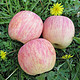 9斤新鲜脆甜红富士苹果水果80-85mm大果