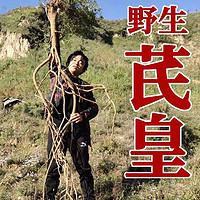 新璟 40年野生黄芪内蒙古特级大片正宗中药材正品黄氏黄芪可整根旗舰店