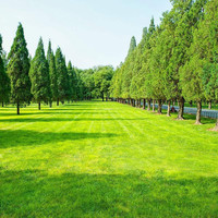 MengYun 萌蕴 进口草坪种子草籽矮四季青草种护坡草坪草耐寒耐旱耐践踏四季常青 别墅推荐一斤