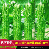 ANGQI 昂启 苦瓜种子赛碧绿春秋冬季 常绿苦瓜一包（约35粒）