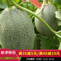 ANGQI 昂启 羊角蜜甜瓜种籽羊角酥甜瓜种子香瓜苗密 春季四季哈密瓜水果种子 哈密瓜一包（90粒）