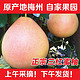 鲜其 梅州三红柚红肉柚子 净重11.5-12斤