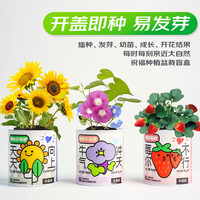 俏皮谷 绿植小盆栽