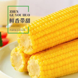 珍谷诱惑 东北有机糯玉米 真空甜糯玉米棒代餐轻食杂粮早餐黏玉米有机认证 店长推荐！有机黄糯玉米8支