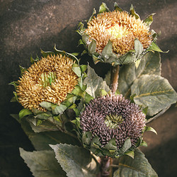 左岸麥田 復古懷舊仿真花干花向日葵花束太陽花假花裝飾花插花單枝