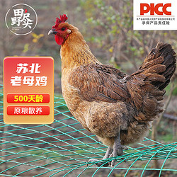 TIANYEJINTOU 田野尽头 老母鸡1kg 500天散养土鸡肉 生鲜月子鸡