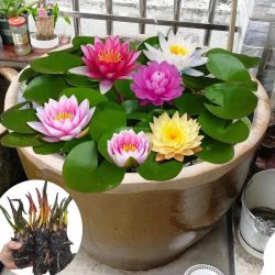 yiminghuajiang一名花匠睡莲带花苞发货水培植物可养鱼水栽培花卉水缸