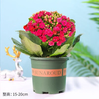绿植盆栽 长寿花+加仑盆【 3盆