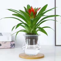 绿植盆栽 鸿运当头1盆