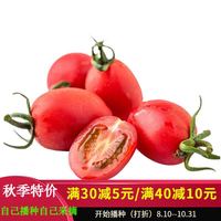 PLUS会员：ANGQI 昂启 蔬菜种子四季播种阳台农家盆栽香菜菠菜生菜韭菜小葱草莓籽子大全 樱桃番茄种子（约300粒）