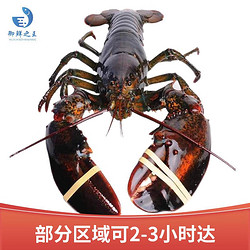 御鲜之王 鲜活波士顿龙虾2.9-3.0kg/只 1只 波龙 生鲜大龙虾 活虾海鲜水产