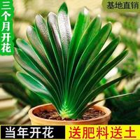 如一花开 君子兰花君子兰盆栽君子兰苗四季常青植物蝴蝶兰花