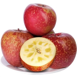 语博盐源丑苹果净重455斤装