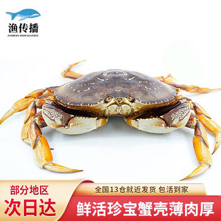 渔传播 加拿大进口鲜活珍宝蟹 1.4-1.6斤 1只元宝蟹大螃蟹