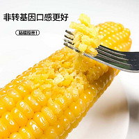 CORN 玉米 正宗东北粘玉米新鲜糯玉米包装东北粘苞米粗粮代餐加热即食