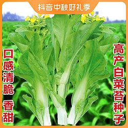 早熟白菜苔种子白菜心种子香甜早白菜苔菜种阳台庭院蔬菜四季种植