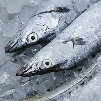 舟山带鱼海鲜 整条雷达网小眼东海海鱼新鲜鲜活冷冻 非刀鱼带鱼段