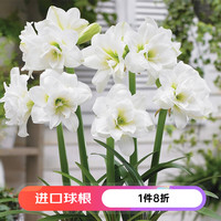 虹越 种球秘鲁朱顶红裸球 多年生球根花卉 阿拉斯加（24/26）