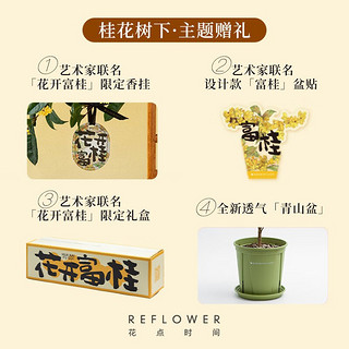 花点时间（Reflower）绿植室内四季桂花树盆栽植物中秋乔迁礼花卉盆栽-川  3年四季桂+香挂