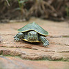 萌龟饲家宠物龟 巴西龟活物 宠物活体乌龟 半水龟小乌龟苗 观赏龟活体 2-3厘米绿色宠物龟 2只龟
