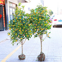 桂花树苗 2年苗40厘米高(1棵价格)