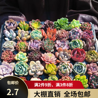 香远花邺 盆栽组合多肉盆栽植物花卉室内 3棵多肉不重复