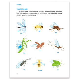 《昆虫的秘密 》
