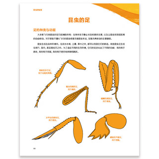 《昆虫的秘密 》