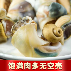海宏盈 青岛大海螺鲜活 1500g 10-18只 海鲜贝类生鲜 中号海螺3斤20-30只