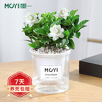 PLUS会员、有券的上：MOYi 墨一 栀子花早安盆