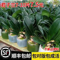 与花同行 君子兰盆栽精品绿植花卉植物室内圆头和尚四季带花苞大苗当年开花