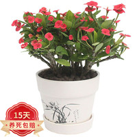 花七休 铁海棠 白色印花陶瓷套盆 花卉绿植盆栽 室内居家桌面阳台办公室绿植