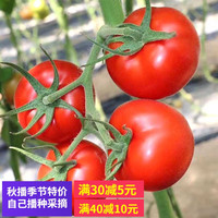 元井汇 四季小番茄种子圣女果樱桃西红柿盆栽农家春季水果蔬菜种籽子大全 大西红柿种子