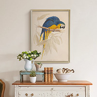 上品印画 美式鸟类图鉴23幅 美式客厅沙发背景墙装饰画挂画墙画