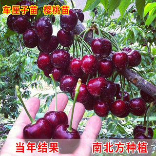 CHUANGSHIJI樱桃树苗 大果树果苗 果树苗北南方种植当年结果樱桃苗 樱桃树 车厘子5年苗(多分叉,造型苗） 80cm(含)-89cm(含)