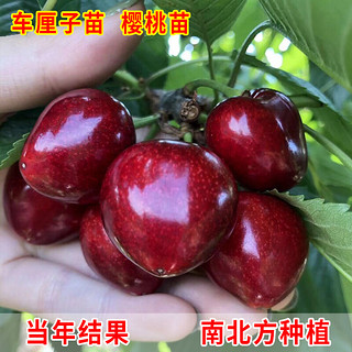 CHUANGSHIJI樱桃树苗 大果树果苗 果树苗北南方种植当年结果樱桃苗 樱桃树 车厘子5年苗(多分叉,造型苗） 80cm(含)-89cm(含)